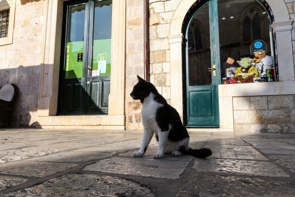 20 Dubrovnik Old Town Cats