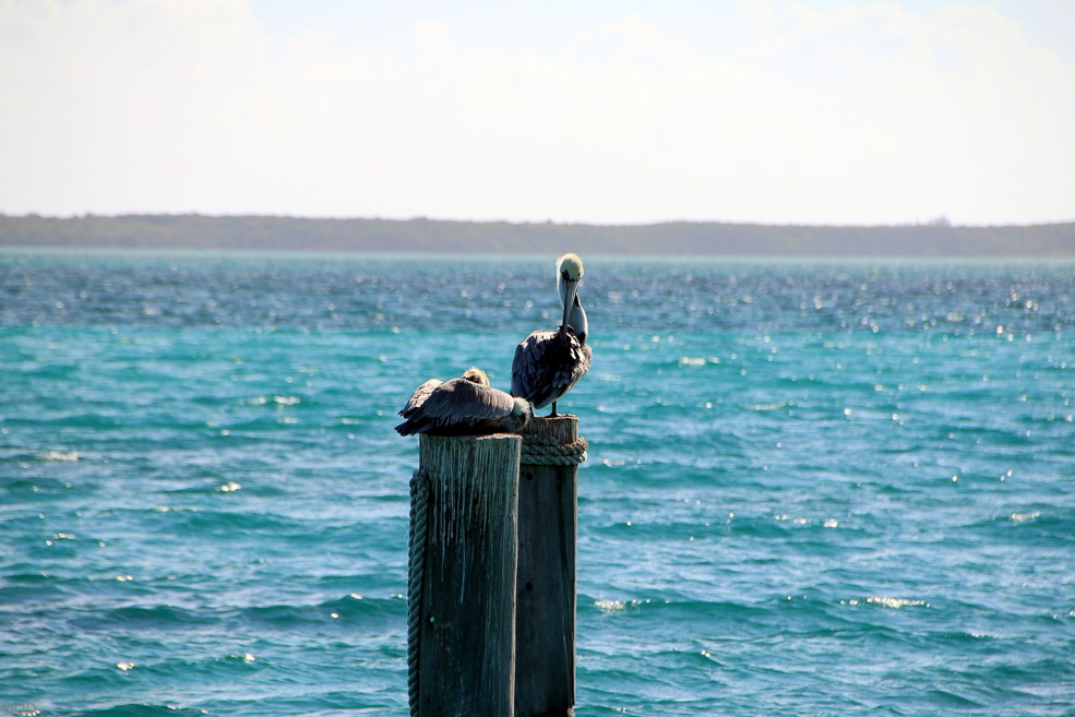 075 Coco Cay Pelican