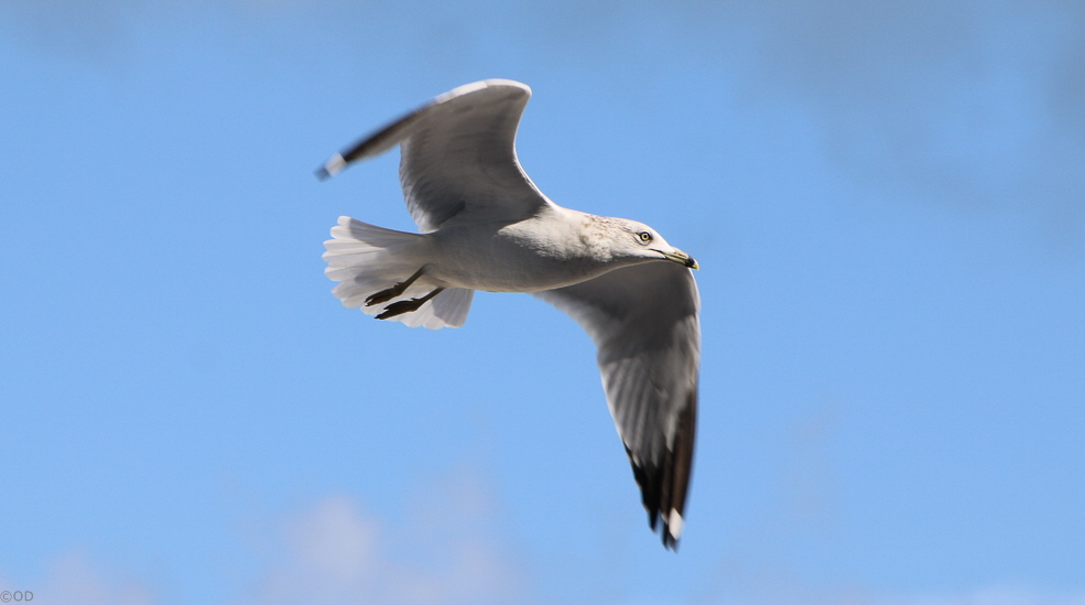 084 Coco Cay Seagull
