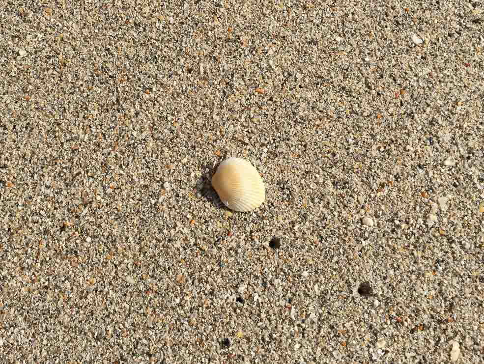 257 Sand and Shell