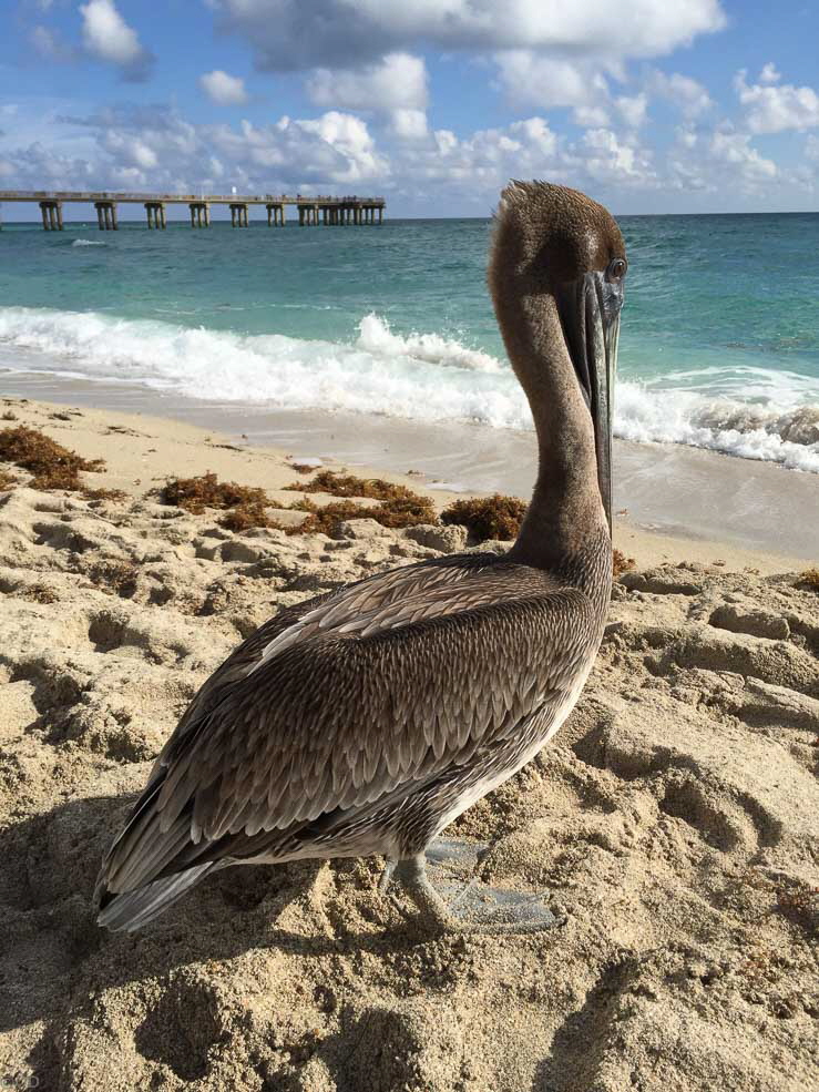 258 Haulover Beach Pelican