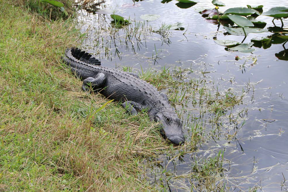 268 Shark Valley Everglades Gator