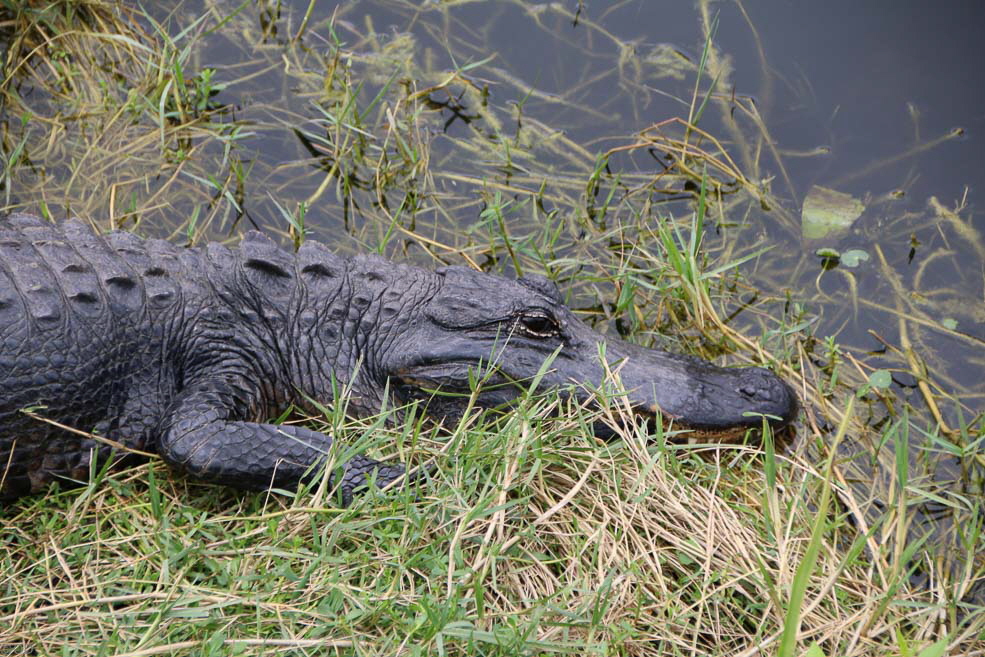 269 Shark Valley Everglades Gator