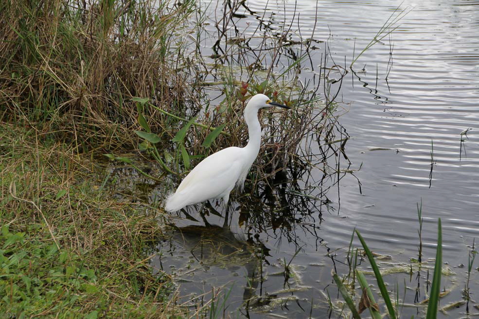 277 Shark Valley Everglades Bird