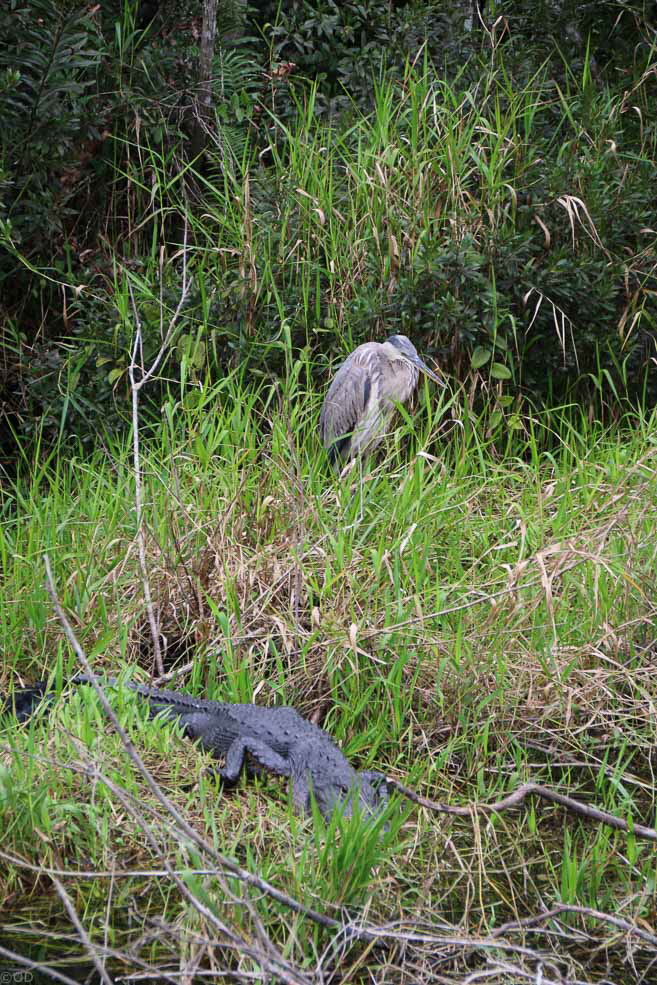 278 Shark Valley Everglades