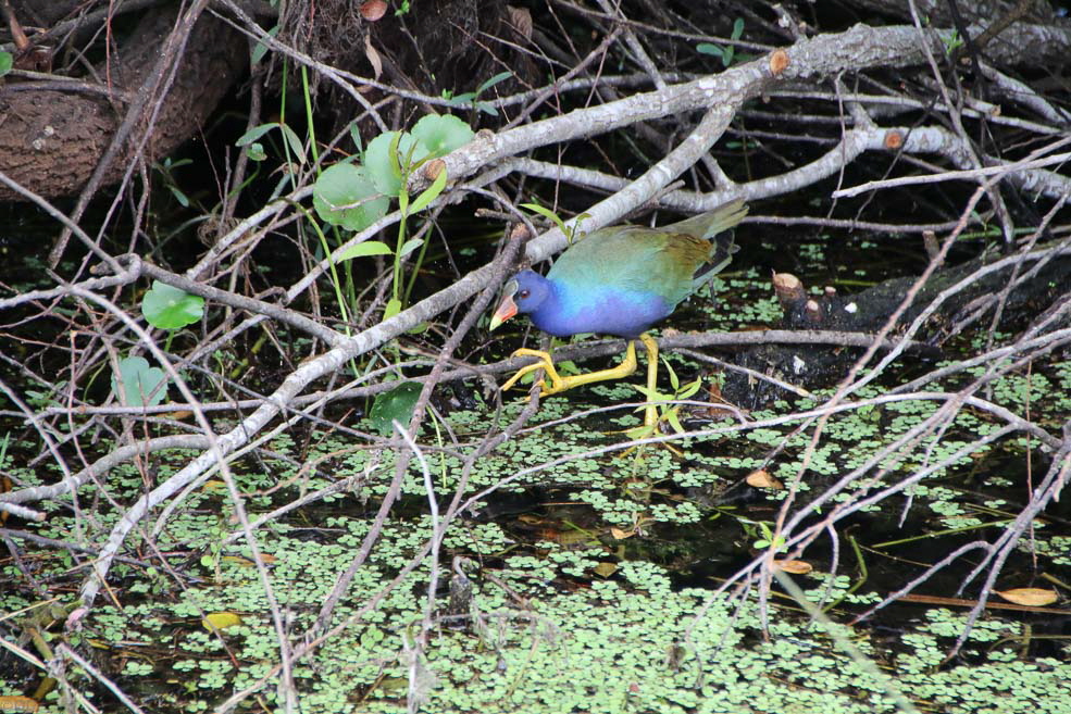 284 Shark Valley Everglades