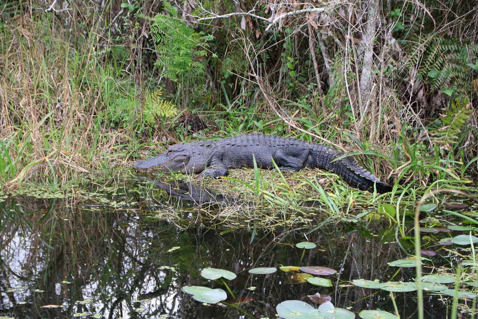 285 Shark Valley Everglades Gator