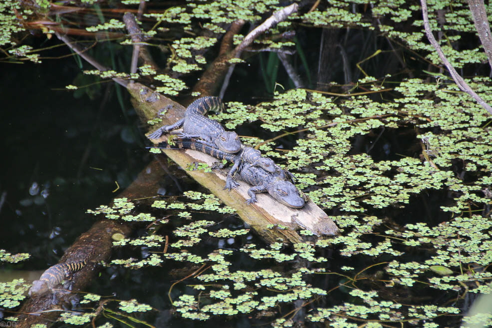286 Shark Valley Everglades Baby Gators