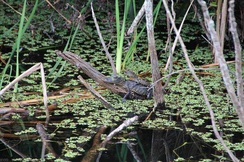 287 Shark Valley Everglades Baby Gators
