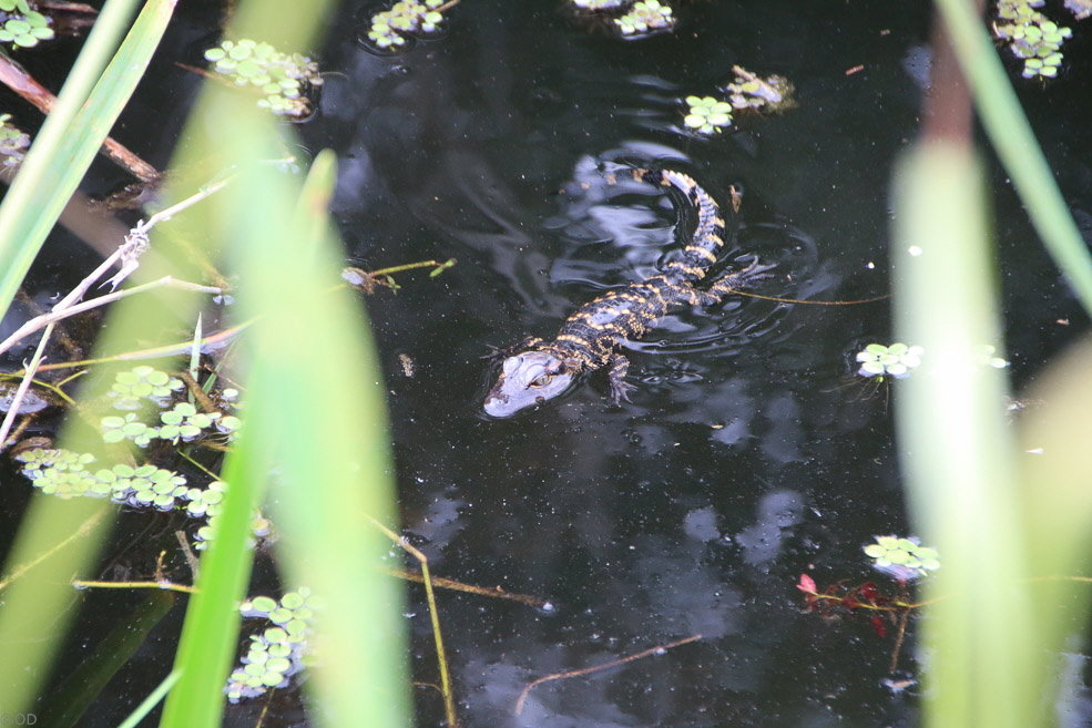 290 Shark Valley Everglades Baby Gators
