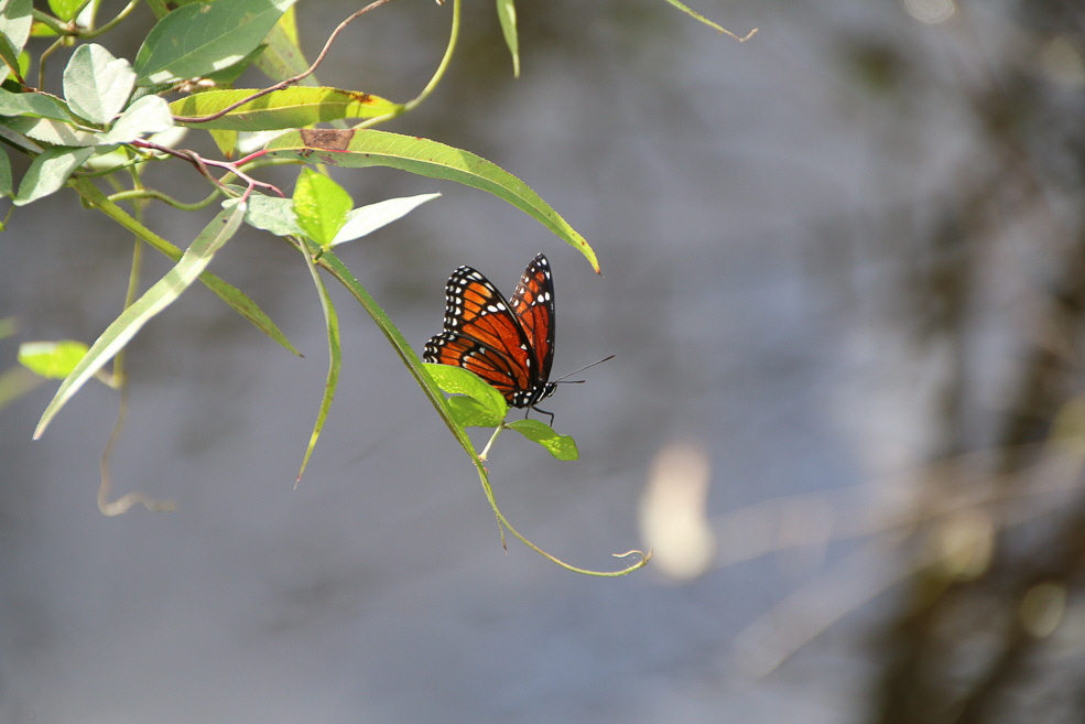 301 Shark Valley Everglades Butterfly
