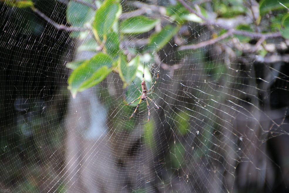 304 Shark Valley Everglades