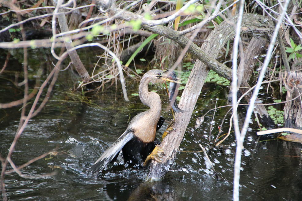 307 Shark Valley Everglades