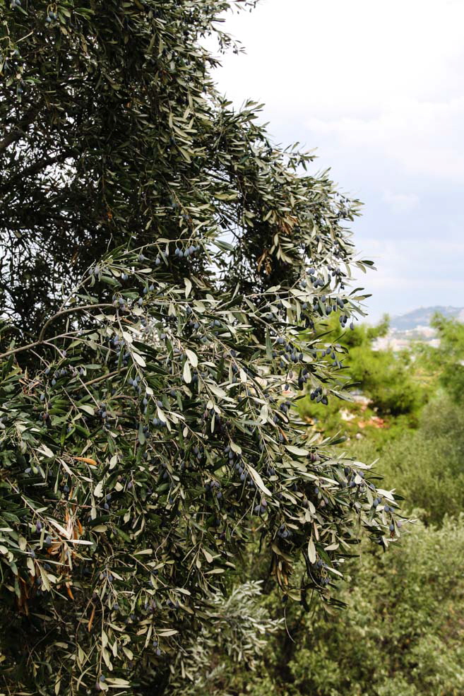 185 Athen - Athens Olive Tree