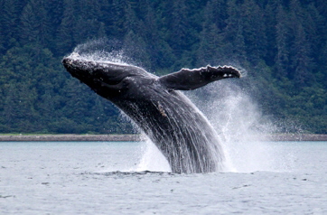 Alaska Whale