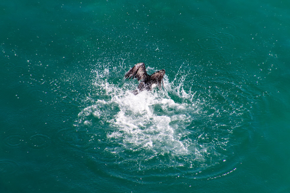 320 Puerto Madryn Punta Loma