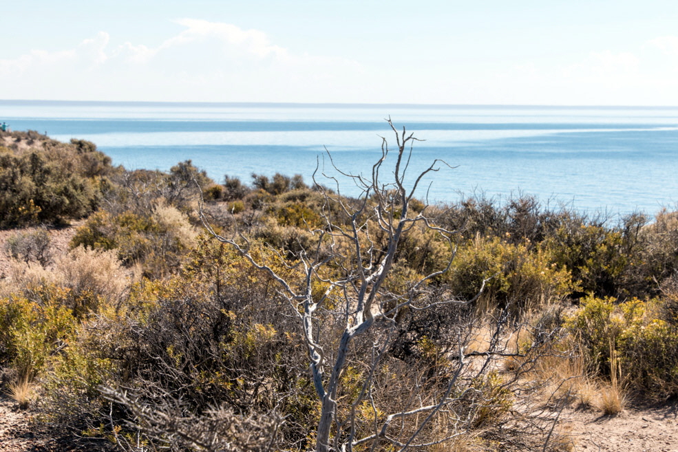 330 Puerto Madryn Punta Loma