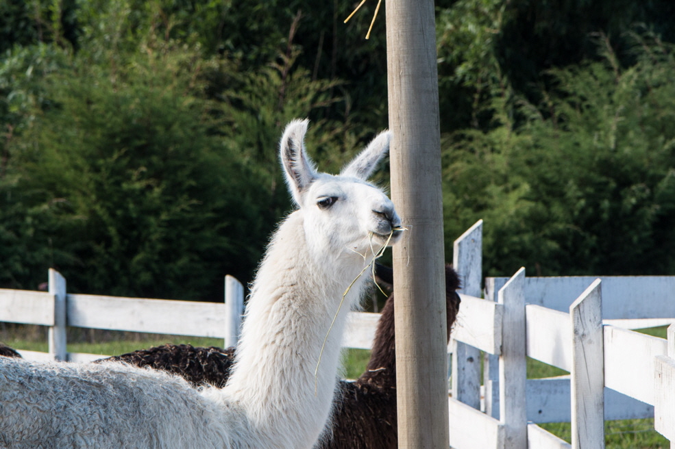 601 Puerto Varas Farm