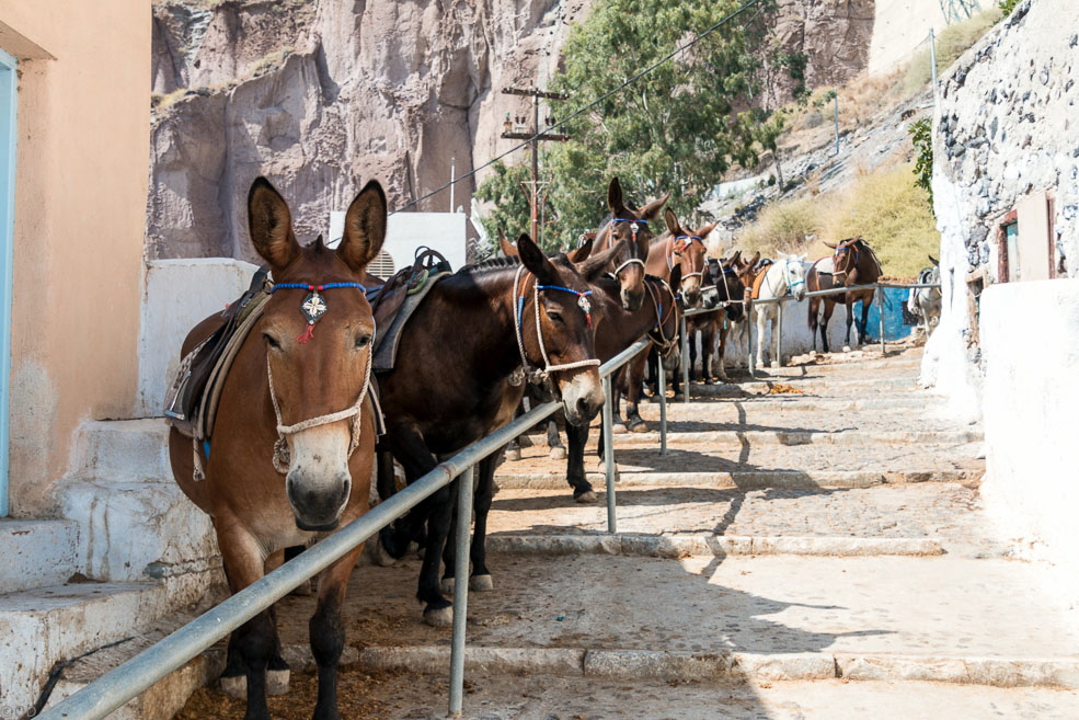 12 Santorin Fira Donkeys