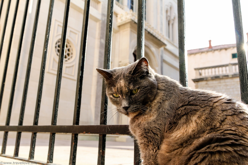30- Dubrovnik Old Town Cats